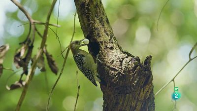Grans Documentals - Tayrona. La selva.