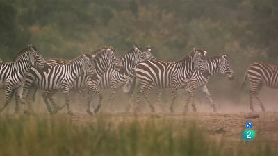 Grans Documentals - Zebres, una vida de carrera