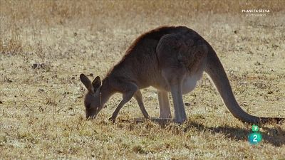 La vida secreta dels cangurs. Episodi 2 - Del marsupi a terra