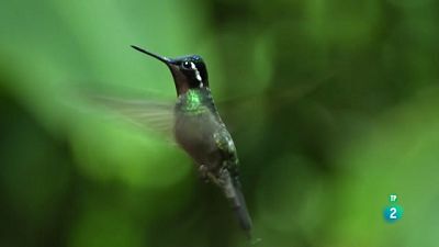 Planeta selva - Selves als núvols. Costa Rica
