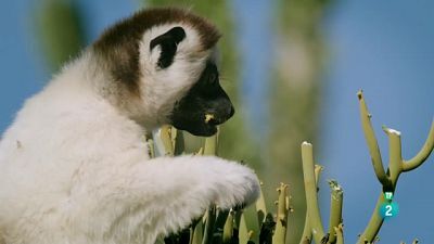 Planeta Selva - Un món d'espines. Madagascar