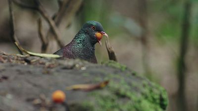 Aves de Canarias