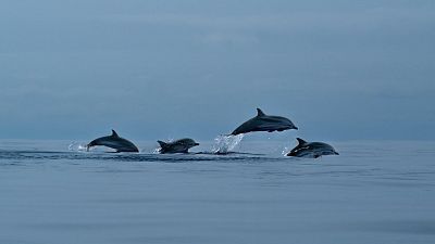 Azores: oasis atlántico