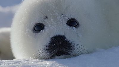 Canadá. Sobrevivir en el norte más salvaje