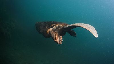 Castor, un superhéroe de la naturaleza