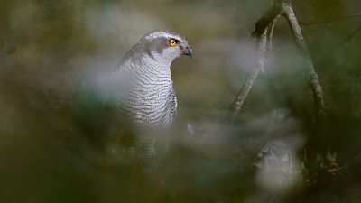 Cazadores mediterráneos