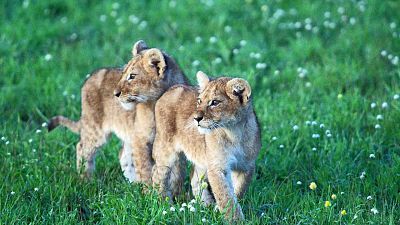 Del juego a la caza. El cachorro del león africano