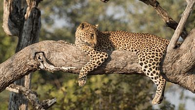 Diario de un leopardo adolescente