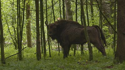 El bisonte europeo, el coloso del bosque