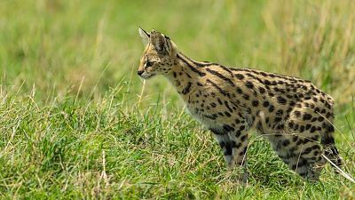 El club de la lucha de la naturaleza. La lucha por la vida