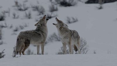 El Coyote: El segundón de Yellowstone