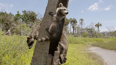 El mapache, el rey de la supervivencia