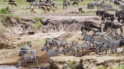 El Masai Mara. Historias de la sabana