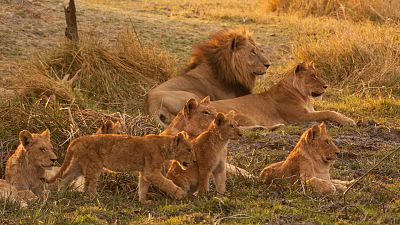 Hermanos leones: de cachorros a reyes