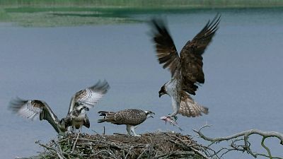 La fauna y la flora de los lagos secretos