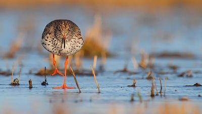 La gran estación de tránsito de las aves: el Marjal de Turov