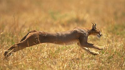 La vida en el África ardiente, el Caracal