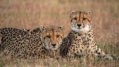 Las criaturas secretas de África