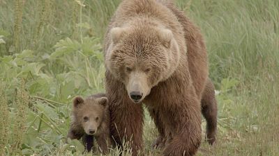 Los osos gigantes de Alaska