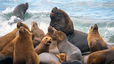 Migraciones animales épicas: La Patagonia