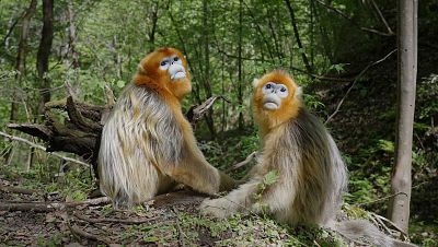 Recuerdos de un langur chato dorado