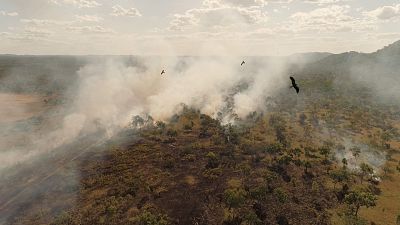 Sobrevivir a las catástrofes. Las estrategías de la naturaleza