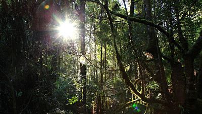 Tasmania. Extraña y maravillosa