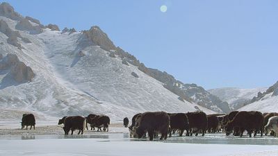 Tíbet, la cima del mundo