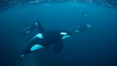 Grandes documentales - Super sentidos. Fuerzas especiales: Los Seals de la marina