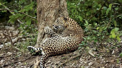 Somos cine - Panteras