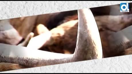 Temporada 2 Número 21 / 24/01/2016 Miguel Ángel Castro economía en el mundo de los toros