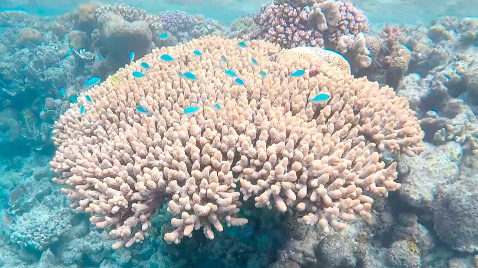 , Australia: Las maravillas de la Gran Barrera de Coral