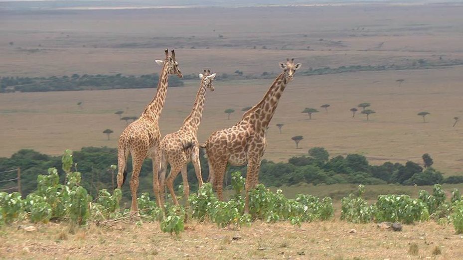 Kenia, la fauna más bella del mundo