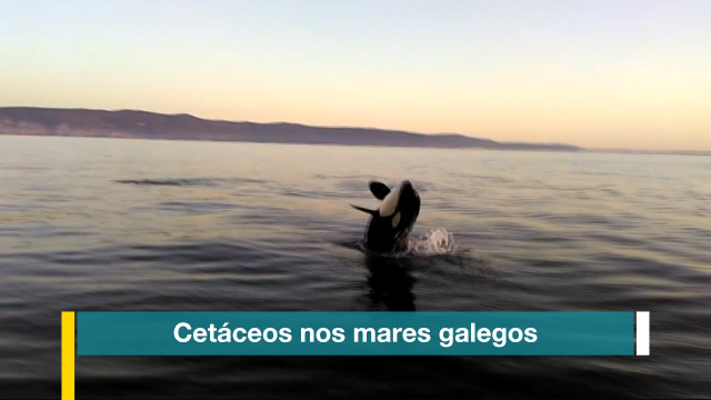 Cetáceos no mar galego - 26/09/2020 15:10