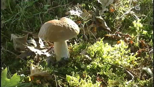 Galicia: o país dos fungos - 03/12/2016 15:15