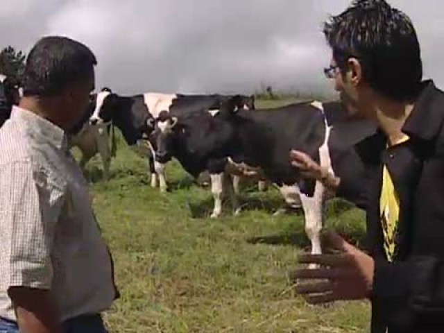 Cap. 44: Marquesa, a vaca máis vella de Galicia - 19/11/2008 22:39