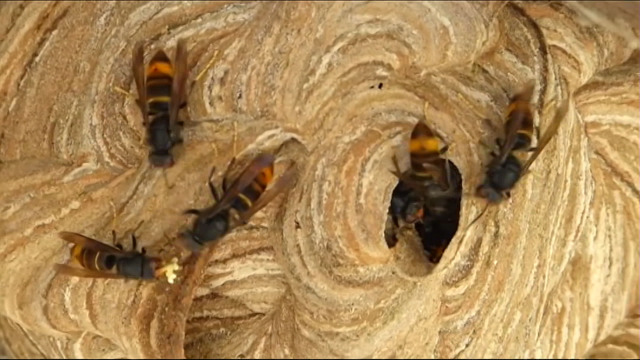 A loita contra a velutina  /  As especies invasoras na Unión Europea - 05/06/2021 13:45