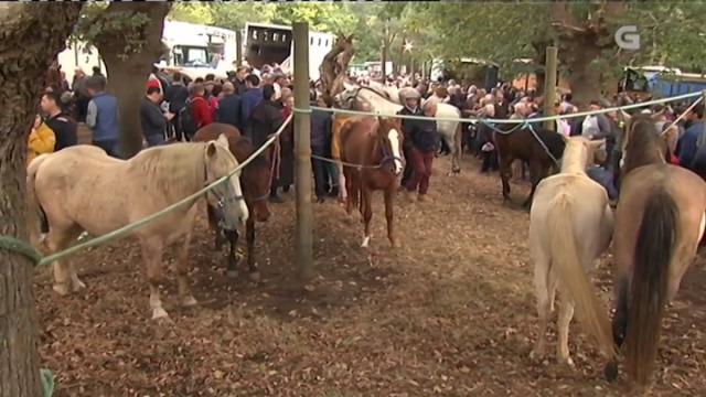 A feira cabalar do San Martiño de Teo é unha das máis populares - 13/11/2017 19:36