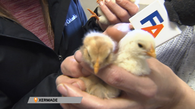 As galiñas de Xermade poñen ovos azuis - 18/03/2019 19:26