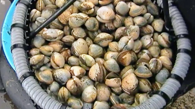 As mariscadoras de Muros e Noia están contentas coa calidade e co prezo do berberecho - 02/05/2018 17:50