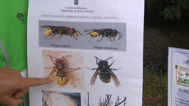Falamos dos novos ataques das 'velutinas' e doutras vespas que combaten contra elas - 25/09/2020 13:54