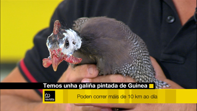 No tempo dos animaliños, Octavio tráenos unha galiña pintada de Guinea - 28/08/2020 12:15