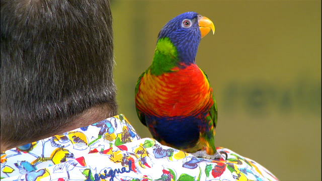 Octavio Villazala trouxo ao estudio un papagaio arco da vella e tres cadeliños para adoptar - 26/06/2020 14:04