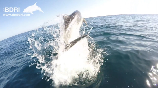 Os golfiños quedan coas augas galegas - 08/10/2020 18:15