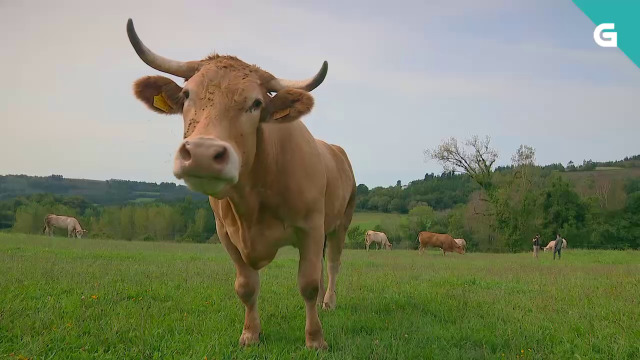Que foi da gañadora de 'Miss Vaca 2020'? - 08/01/2021 22:00