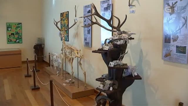 Museo de Historia Natural de Ferrol: a divulgación da natureza autóctona - 27/11/2016 15:15