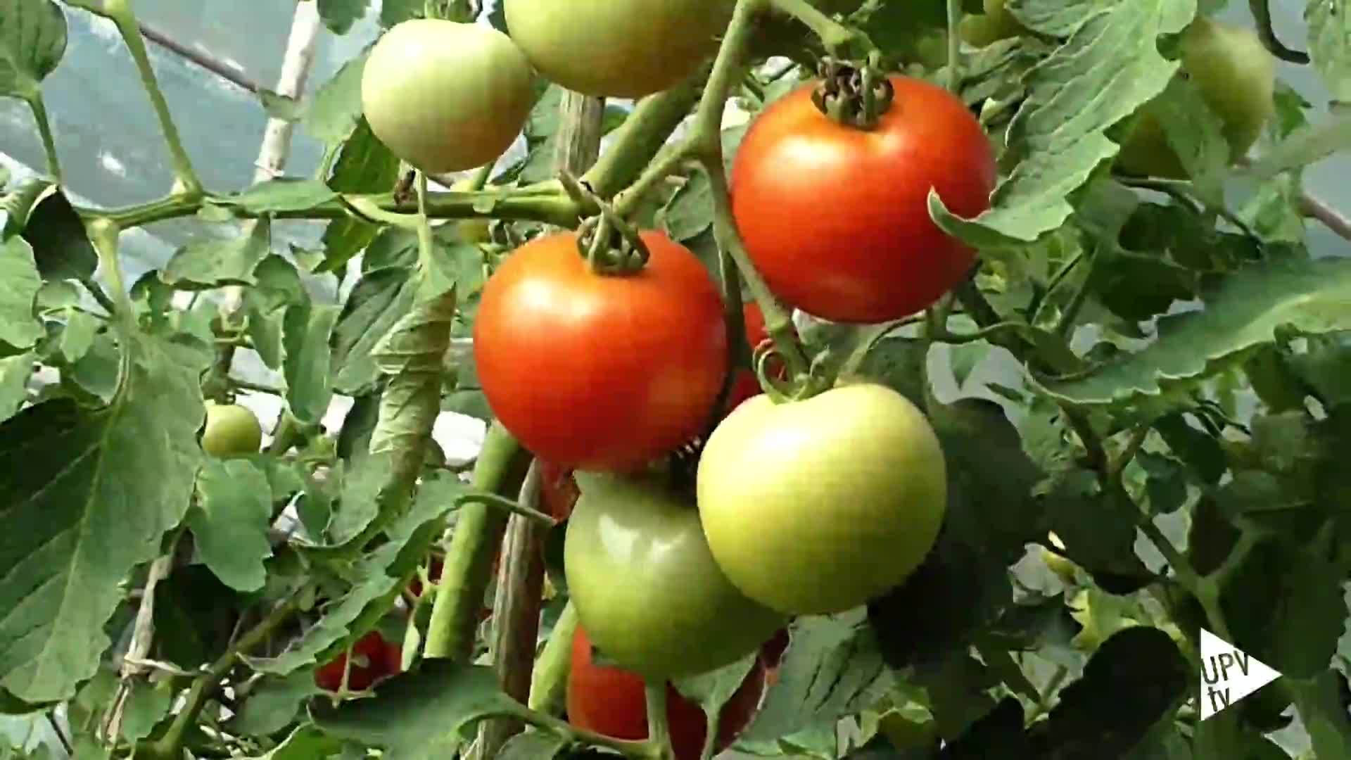 09-03-2022 Secretos del tomate