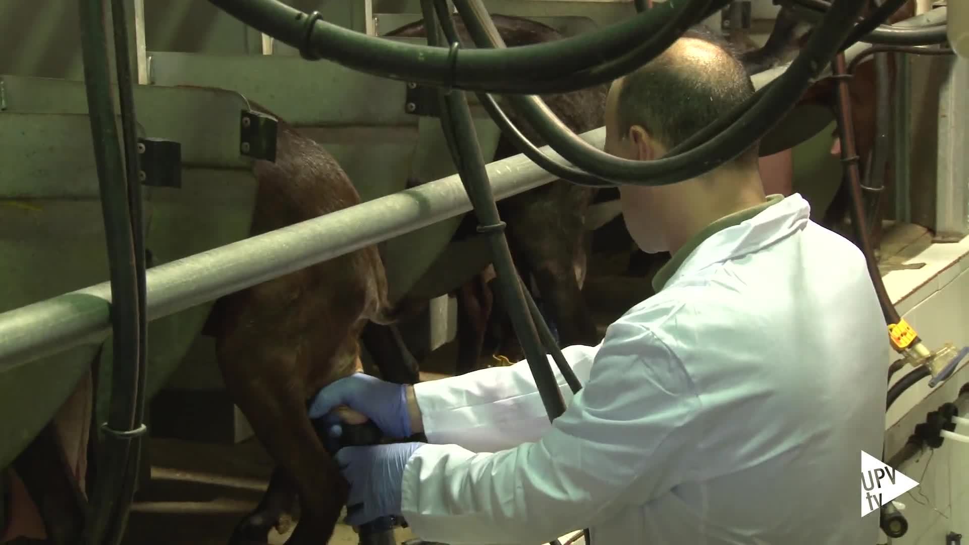 29-06-2016 Alimentar cabras con maralfalfa reduce costes producción leche