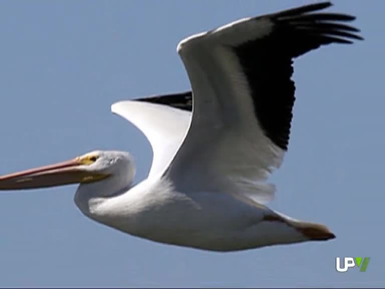 03-09-2014 Las aves. Viajeros sin fronteras