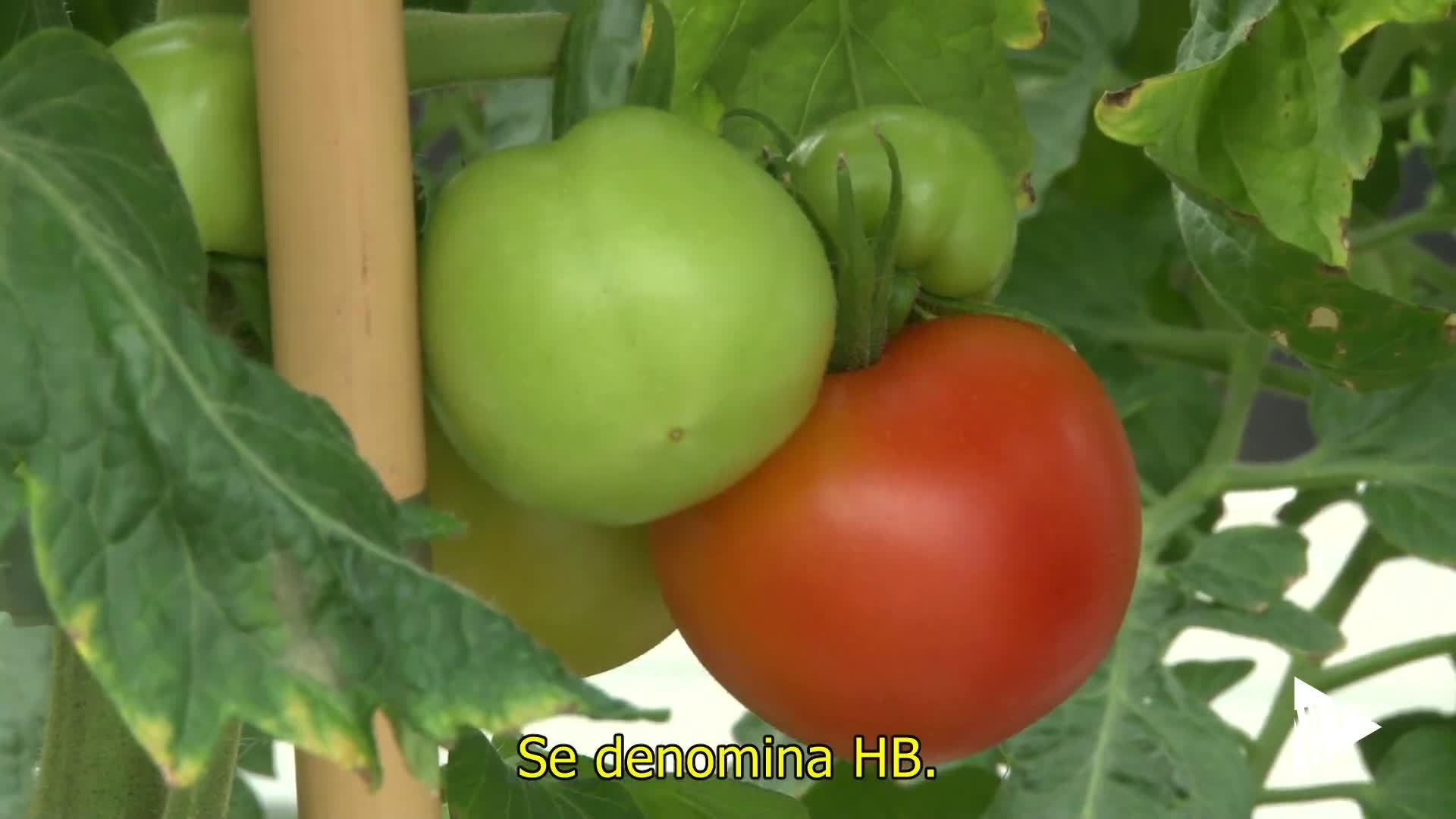 10-01-2019 Aroma del tomate que protege cultivos